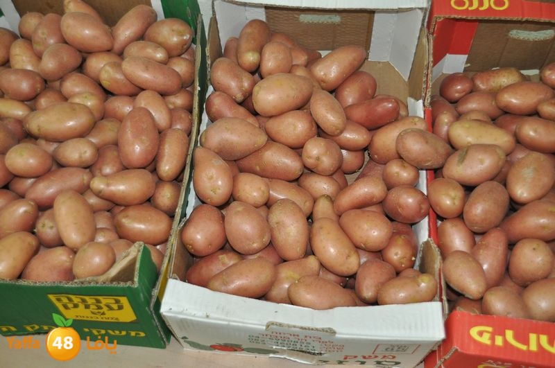 setona2y 830 (17).JPG